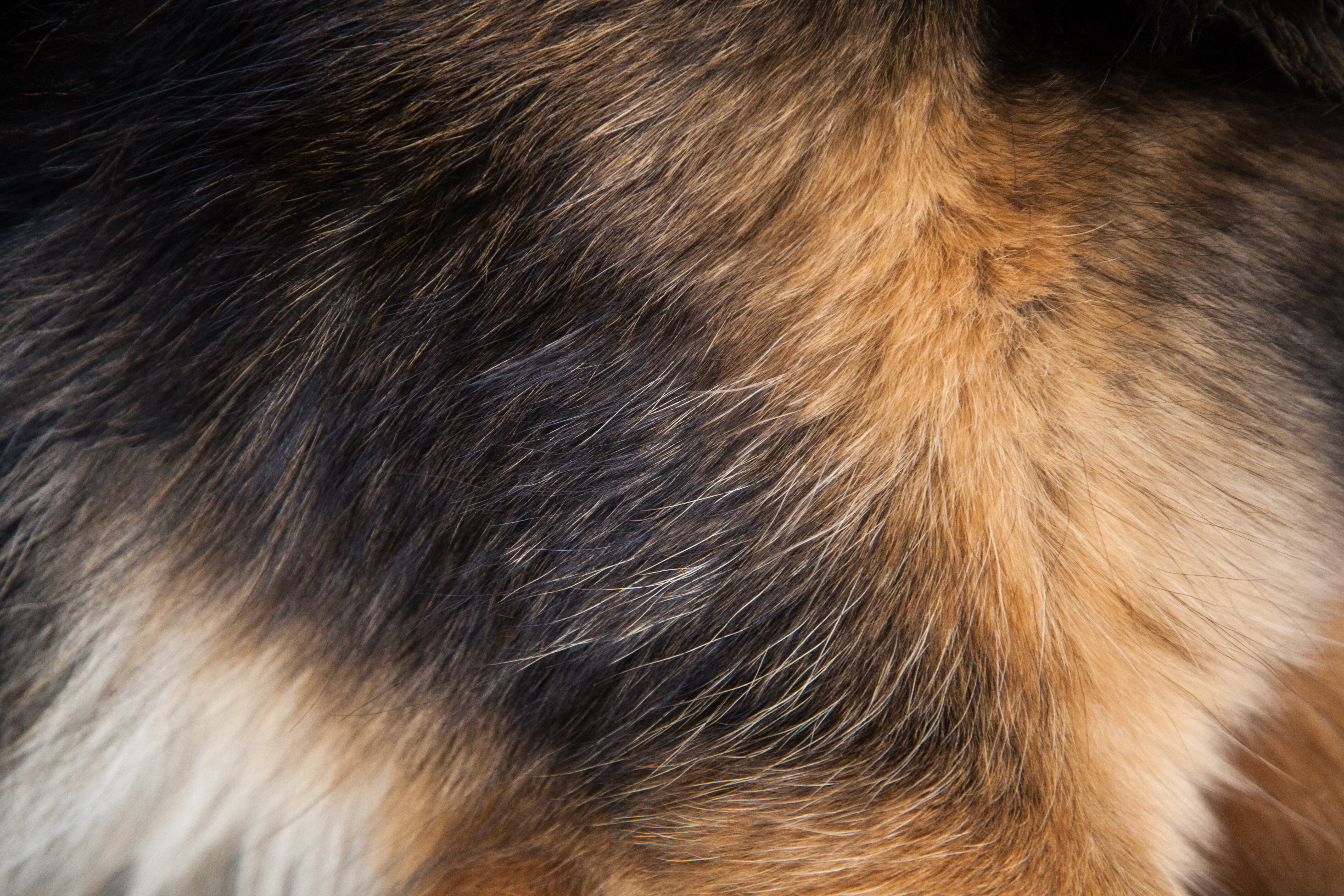Groomers header-1